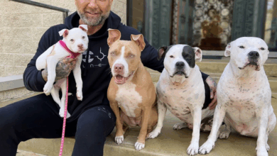 Natalya Shares How Dave Bautista Helped Find Person Who Abandoned Three Dogs In The Woods